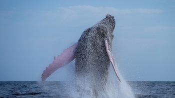 Panamá refuerza el monitoreo de ballenas con tecnología acústica
