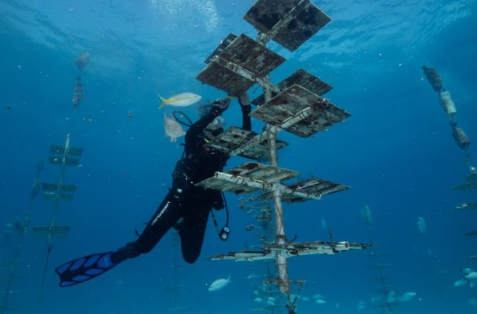 Las técnicas de restauración incluyen el traslado de corales a entornos más estables dentro del océano (Reef Renewal USA)