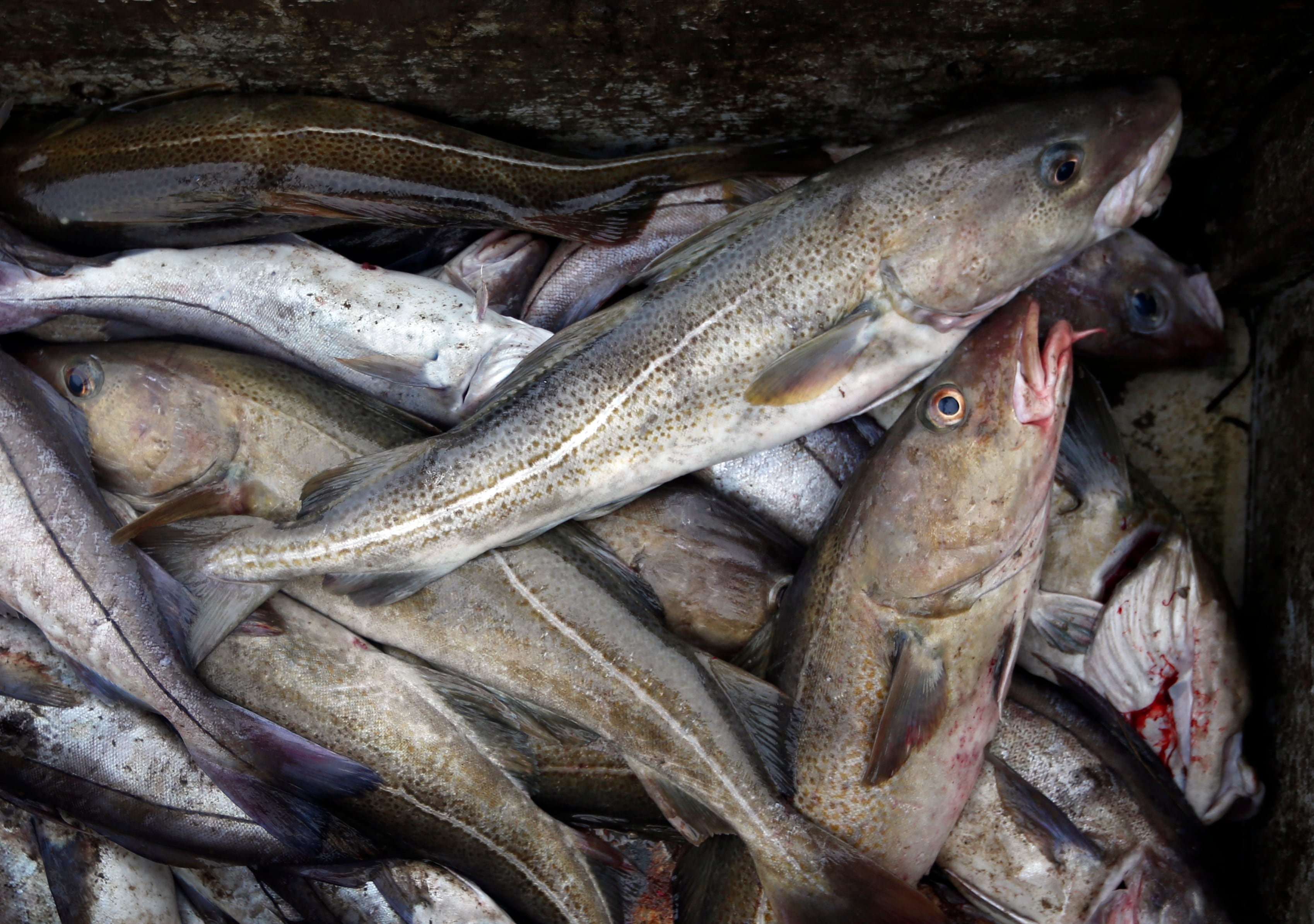 El bacalao salado fue la base de la economía de Battle Harbour durante siglos, con envíos hacia Europa, el Caribe y otros mercados internacionales (AP)