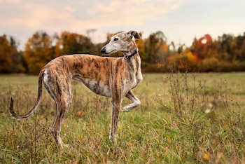 Un perro galgo atigrado con collar azul sobre la hierba de un campo, con árboles de tonos otoñales al fondo