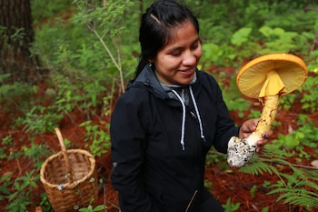 Una mujer con chaqueta negra sostiene un hongo amarillo y naranja junto a una canasta en el suelo de un bosque con helechos
