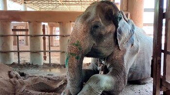 Som Boon sirvió durante más