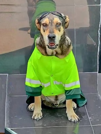 Um cachorro marrom e preto vestindo um casaco verde neon com listras cinza e óculos pretos na cabeça, sentado em um azulejo escuro