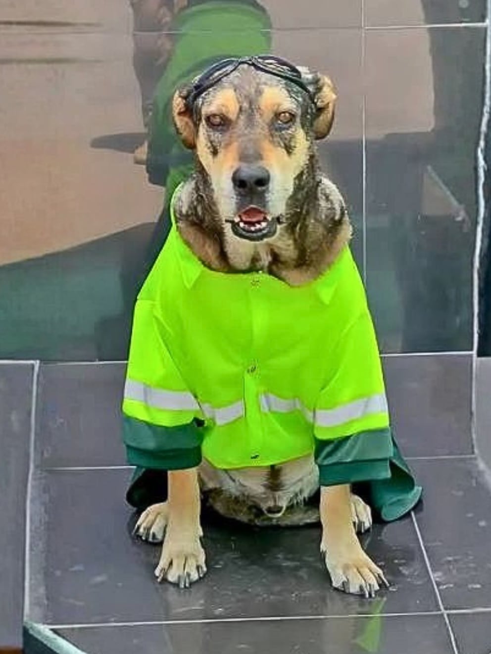 Vaguito, el can que acompañó al Escuadrón Verde y la Unidad de Servicios Especiales de la Policía Nacional del Perú en Trujillo, luce su uniforme táctico y gafas.