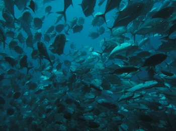 Schaeffer indica que "este conocimiento