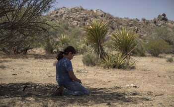 Para los pueblos indígenas yumanos de la región esta planta representa un modo de sustento, además de que participan de manera importante en su conservación. (Foto: OMAR MARTÍNEZ /CUARTOSCURO.COM)