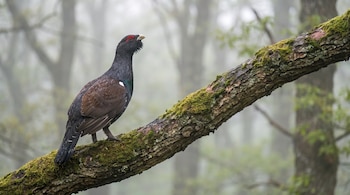 Un urogallo macho posado de perfil sobre una rama gruesa cubierta de musgo en un bosque neblinoso.