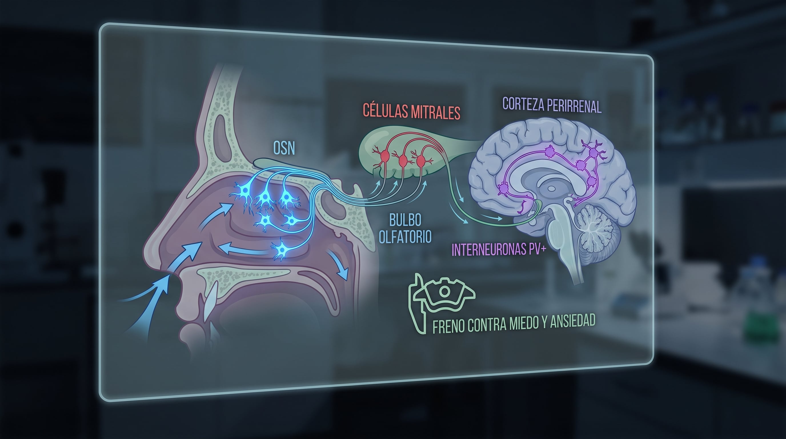 Un esquema biológico detalla el circuito entre las neuronas olfativas de la nariz y la corteza perirrenal del cerebro que actúa como freno contra el miedo y la ansiedad. (Imagen Ilustrativa Infobae)