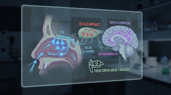 Ilustración médica de una cavidad nasal y un cerebro con flechas que conectan neuronas olfativas, el bulbo olfatorio y la corteza perirrenal.