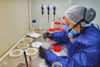 El desarrollo de nuevas variedades