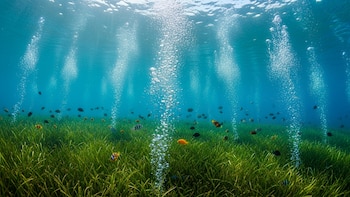 Los secretos de los pastos marinos: cómo una restauración en California desafía lo que se sabía sobre biodiversidad costera