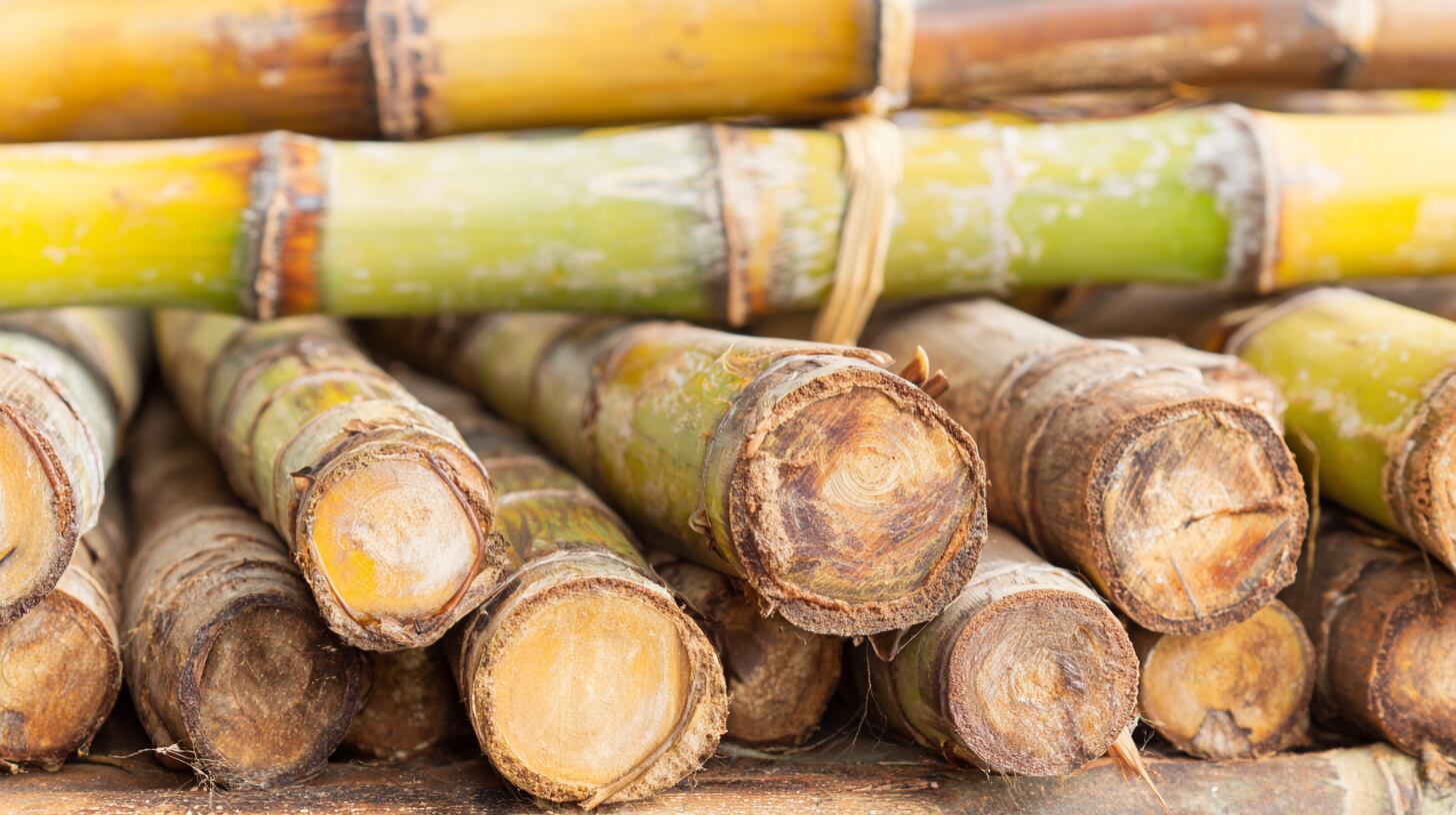 El científico Willy Valdivia aseguró que la caña de azúcar no solo captura carbono, sino que también compensa sus propias emisiones - (Imagen Ilustrativa Infobae)