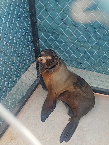 El animal permanecerá resguardado en