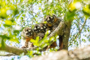 Once especies de monos Mirikiná