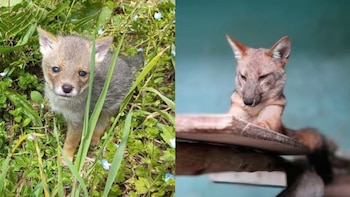 El zorro andino Run Run,