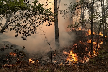 En la imagen del pasado julio, vista del incendio en el bosque de Fontainebleau, en Noisy-sur-Ecole, en las cercanías de París. (EFE/GAUTHIER BEDRIGNANS)