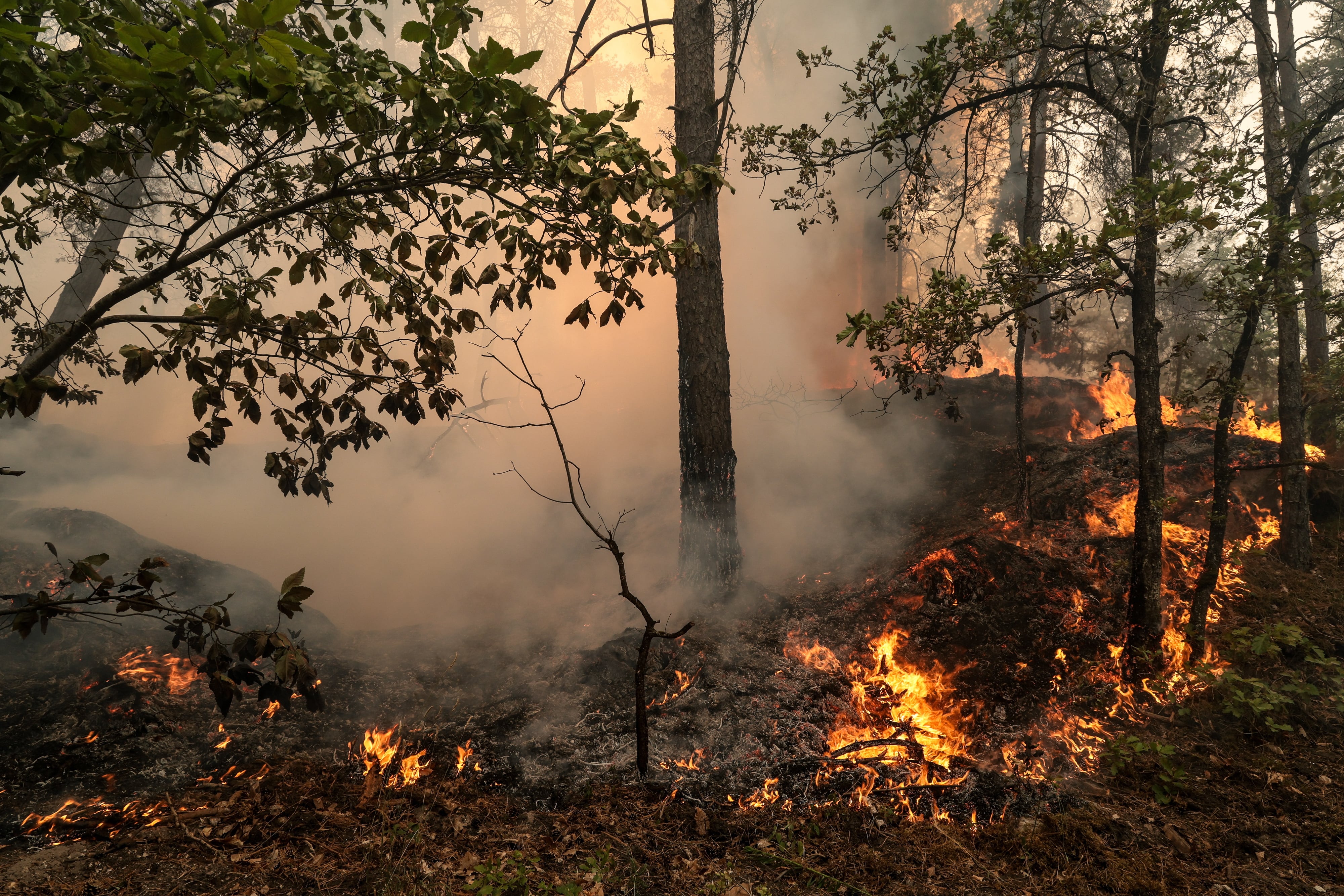 En la imagen del pasado julio, vista del incendio en el bosque de Fontainebleau, en Noisy-sur-Ecole, en las cercanías de París. (EFE/GAUTHIER BEDRIGNANS)