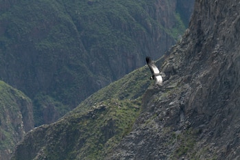 Cañón del Colca. (Foto: Promperú)
