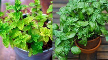 La preferencia de los mosquitos