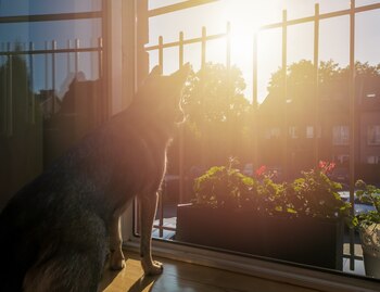 Cuál es la diferencia entre