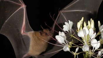 El “Batman mexicano”, biólogo de