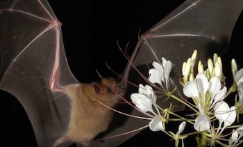 El biólogo Medellín Legorreta, responsable