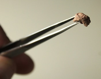 La identificación de este ejemplar,