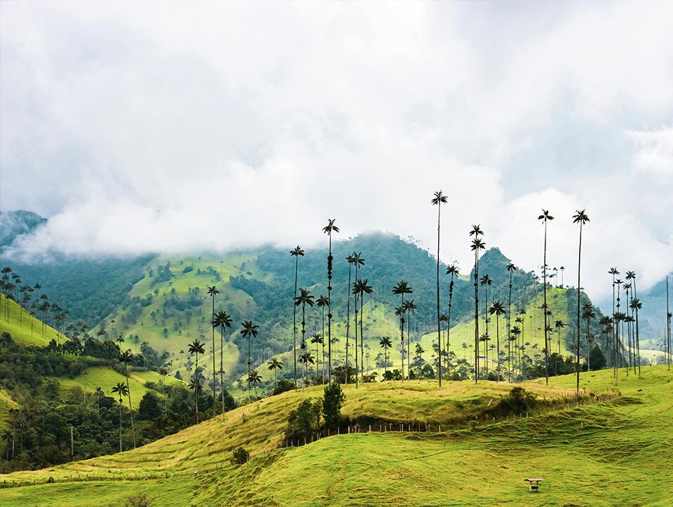 La región del Eje Cafetero se consolida como destino turístico clave en Colombia gracias a su paisaje cultural y nuevas rutas aéreas directas - crédito Migración Colombia