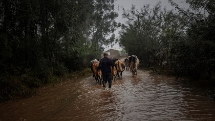 La lucha por sobrevivir en el sur de Brasil: agricultores intentan rehacer su vidas tras la destrucción que dejó las inundaciones