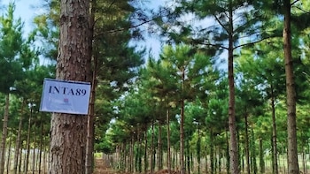 Pinos con más potencial: cómo el mejoramiento genético transforma la forestación en Misiones