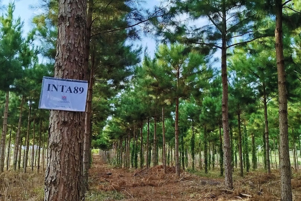 Misiones desarrolla pinos con hasta 48% más rendimiento