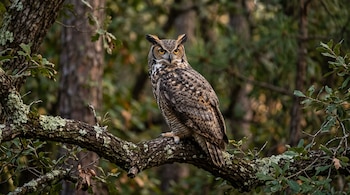 Un tecolote de plumaje pardo y ojos amarillos posado en la rama de un árbol con follaje de fondo.