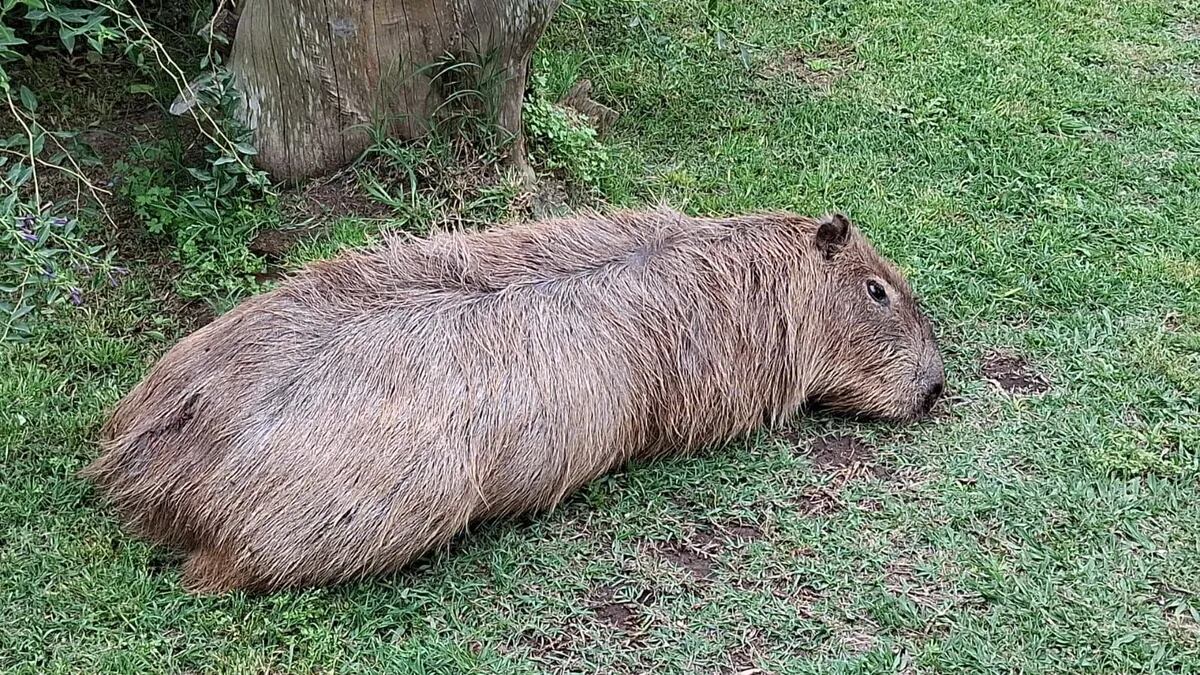 El carpincho se recupera y fue trasladado a un centro para continuar con la rehabilitación (Diario Sur)