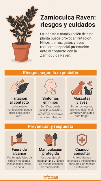 Infografía con una ilustración de la planta Zamioculca Raven, íconos explicativos, textos informativos y el logotipo de Infobae.