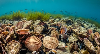 Primer plano subacuático de un lecho marino con numerosas ostras, vieiras, otros moluscos bivalvos y algas verdes, bajo un mar azul claro.