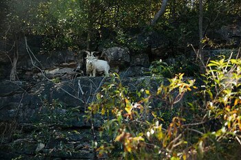 Crisco empezó a frecuentar la