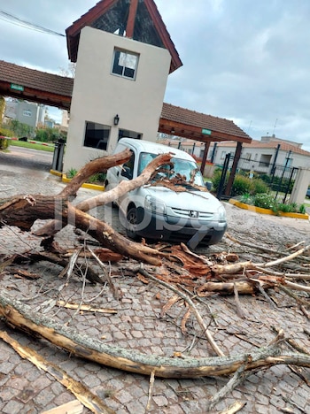 Esperaba dentro del auto, un árbol le cayó encima y demandó al municipio y a un barrio cerrado: por qué la Justicia solo condenó al Estado