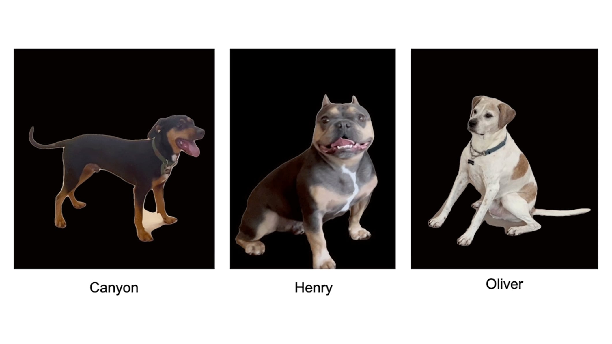 En el primer experimento, el ánimo inducido en los participantes no modificó la percepción de las emociones caninas en videos (Revista PeerJ)