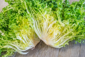 Escarola, la reina de las