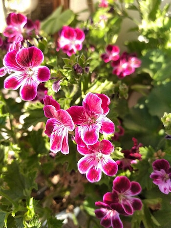 El geranio también se utiliza