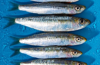Imagen de archivo de sardinas.
