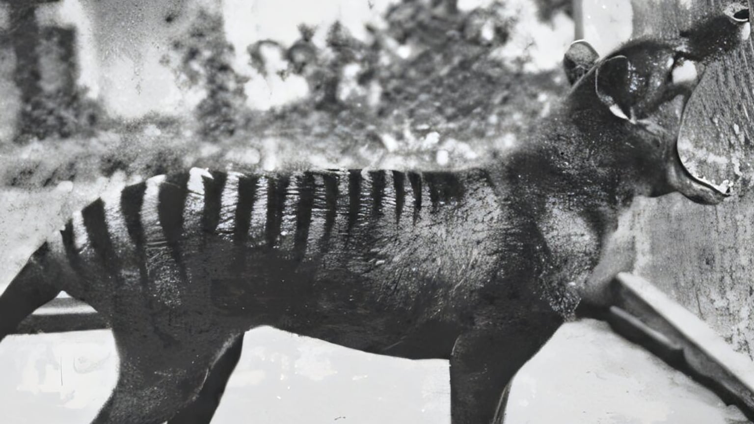 El tilacino no cazaba como un lobo: la ciencia corrige un mito sobre el tigre de Tasmania