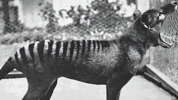 El tigre de Tasmania no cazaba como un lobo: qué revelan los nuevos estudios
