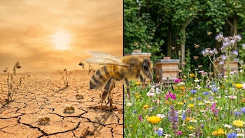 Salva a las abejas en México: cómo sumarse a la Red de hábitats polinizadores