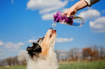 Mamíferos como los perros y