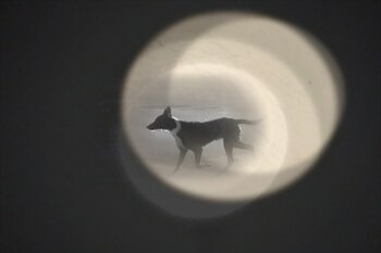 “Anubis Perdido”, de Silvia Rivas