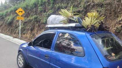 Capturaron un hombre por extracción ilegal de frailejones del Parque Nacional Nevado del Ruiz