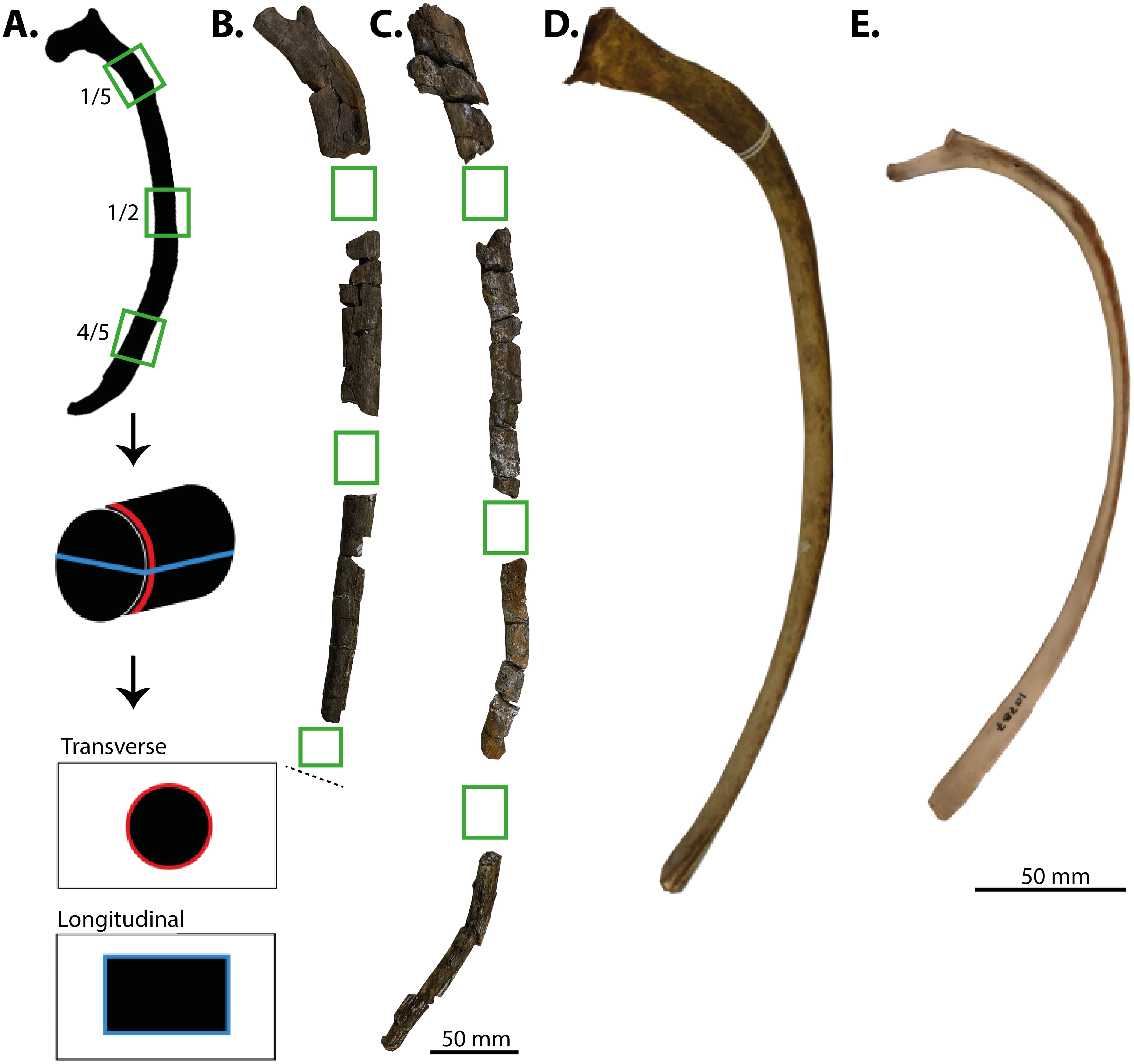 Los fósiles analizados por la Universidad de Oslo revelaron que las costillas de los ictiosaurios eran más compactas y pesadas de lo que se pensaba (Gentileza, estudio Microestructura de las costillas en ictiosaurios tuniformes y ballenas dentadas, publicado en PeerJ)