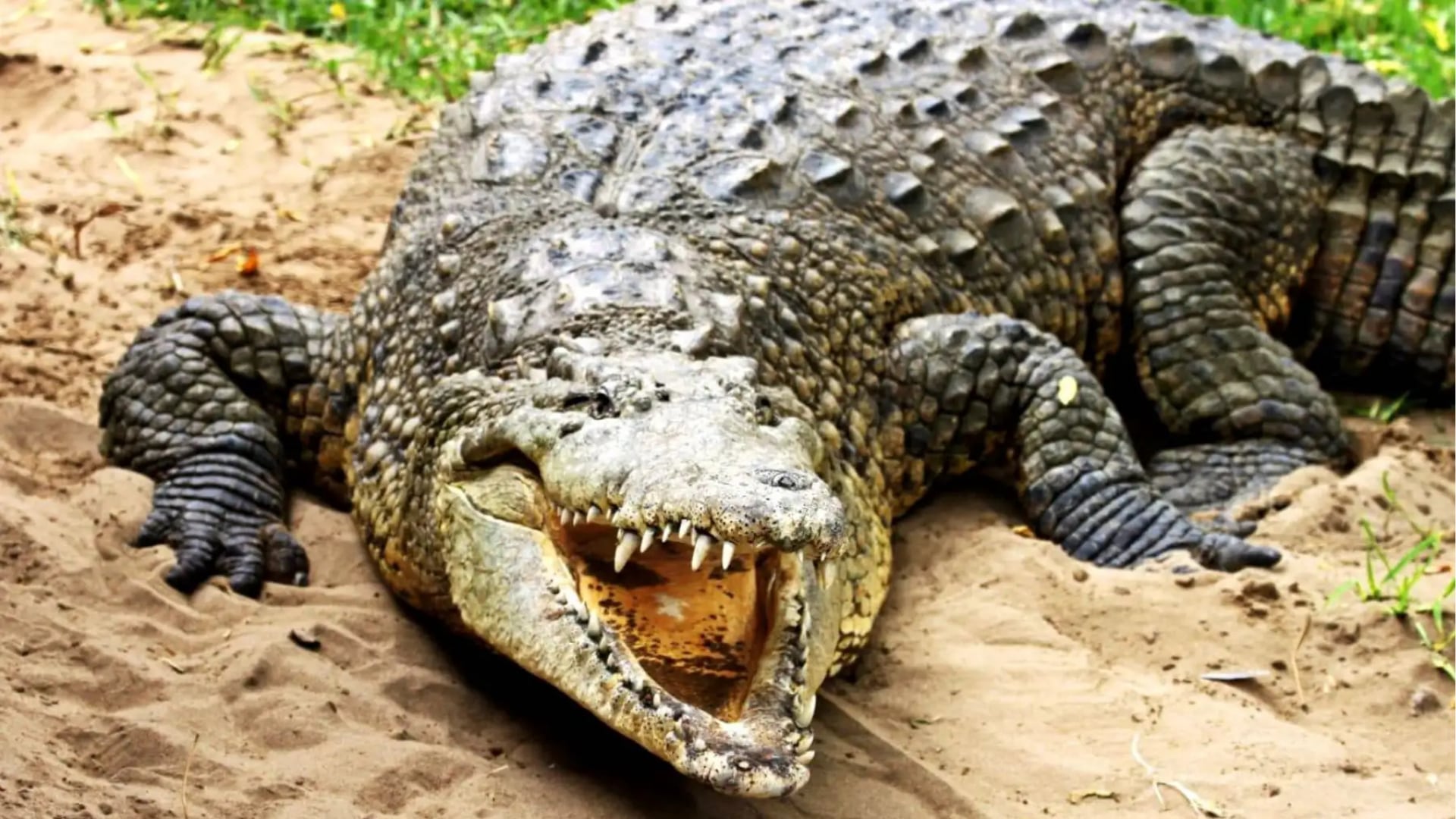 Cocodrilo de Tumbes: así avanza la recuperación de una especie emblemática tras décadas de amenaza. (Foto: Agencia Andina)