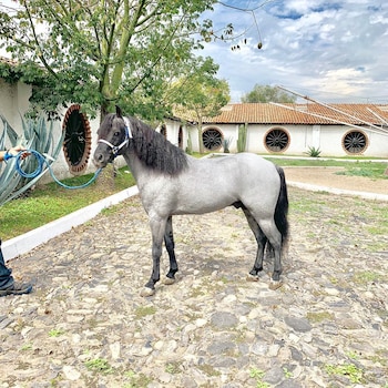 Rancho los tres potrillos